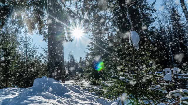 下雪的森林。从上往下看，在冰雪皑皑的冬季森林，自然景观，冰冻森林，美丽的冬季阳光景观视频素材