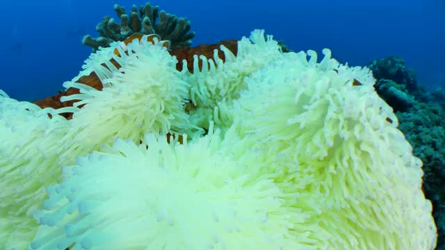 台湾海水温度过高所造成的海葵白化现象视频素材