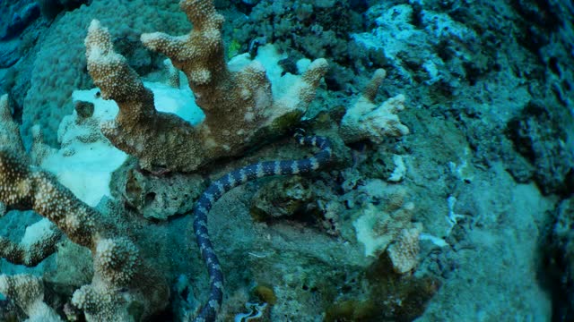 海蛇在台湾海底珊瑚礁觅食视频素材