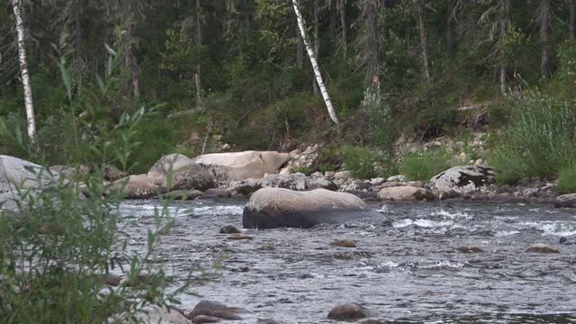 石溪与绿色的树木在岸边。湍急的小山河在森林中流淌视频素材