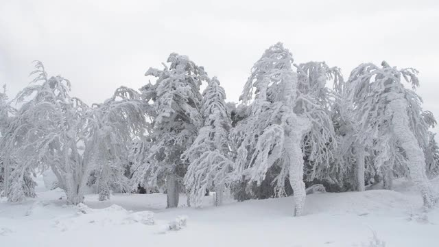 雪域森林的景色。冬天的山视频素材