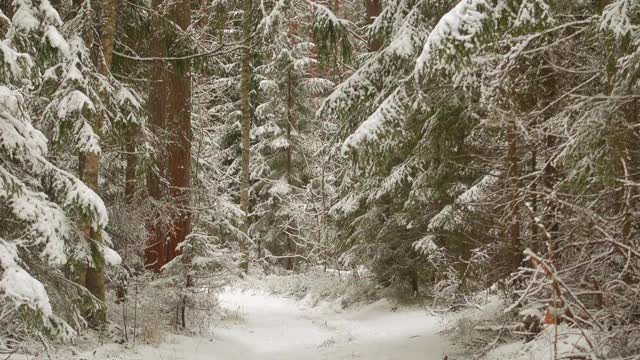 美丽的冬天的风景。清新的白雪在冬天的森林里。全高清视频。视频素材