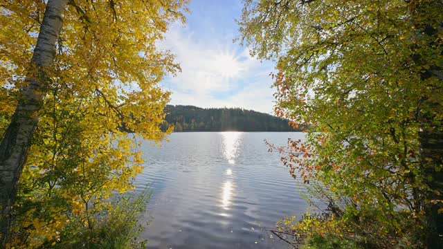 秋天有树和阳光的湖，Windgfällweiher, Lenzkirch, Schwarzwald, Baden-Württemberg，德国视频素材