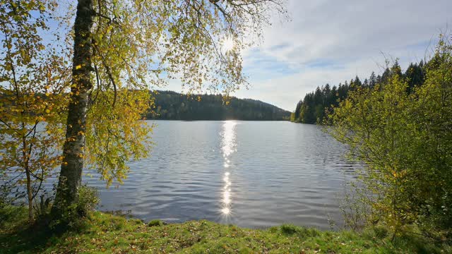 秋天有树和阳光的湖，Windgfällweiher, Lenzkirch, Schwarzwald, Baden-Württemberg，德国视频素材