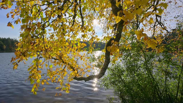 秋天有树和阳光的湖，Windgfällweiher, Lenzkirch, Schwarzwald, Baden-Württemberg，德国视频素材