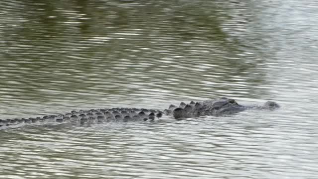 热带湖泊水面上游动的短吻鳄视频素材