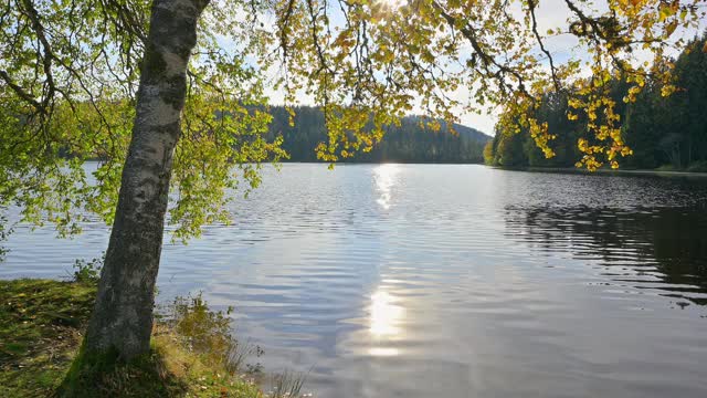 秋天有树和阳光的湖，Windgfällweiher, Lenzkirch, Schwarzwald, Baden-Württemberg，德国视频素材