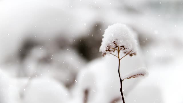 美丽的花与雪在冬天视频素材