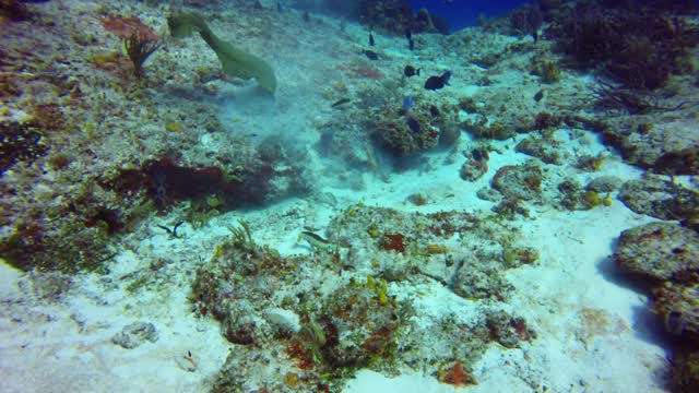 在墨西哥科苏梅尔的岩石中寻找食物的绿色海鳗(Gymnothorax funebris)视频素材