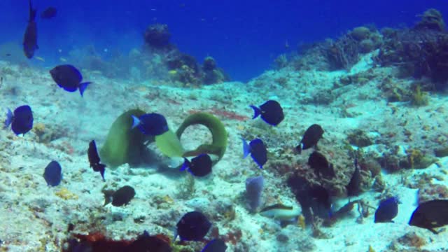 墨西哥科苏梅尔，一条绿色海鳗(Gymnothorax funebris)正在吃章鱼视频素材