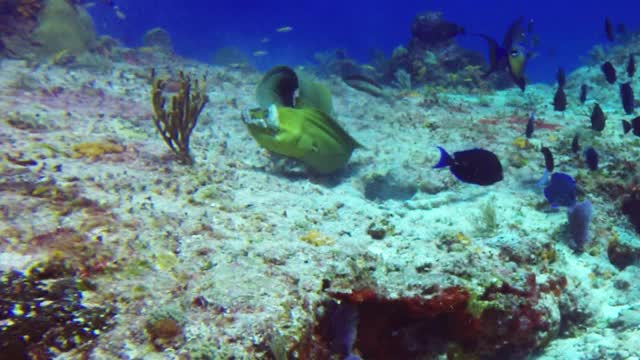 墨西哥科苏梅尔，一条绿色海鳗(Gymnothorax funebris)正在吃章鱼视频素材