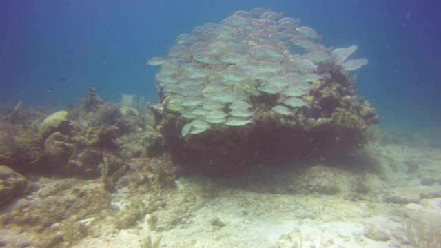 墨西哥坎昆附近的Isla Mujeres，一所灰鲷鱼学校视频素材