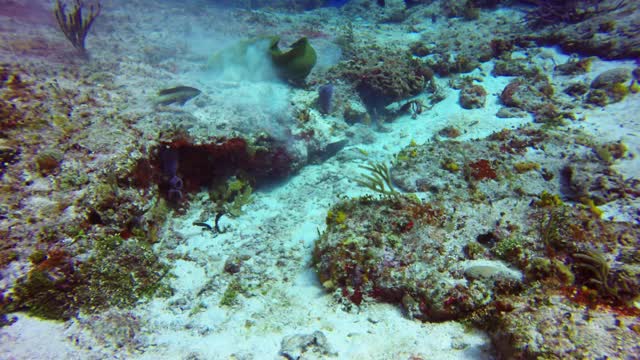 在墨西哥科苏梅尔的岩石中寻找食物的绿色海鳗(Gymnothorax funebris)视频素材