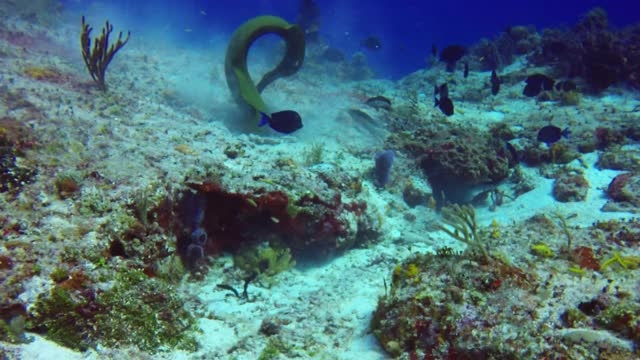 在墨西哥科苏梅尔的岩石中寻找食物的绿色海鳗(Gymnothorax funebris)视频素材