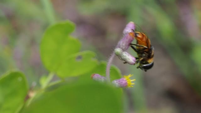 蜜蜂正在从花中吸取花蜜视频素材