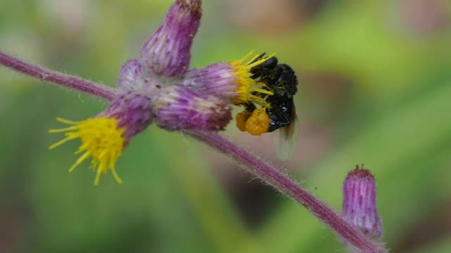 蜜蜂正在从花中吸取花蜜视频素材