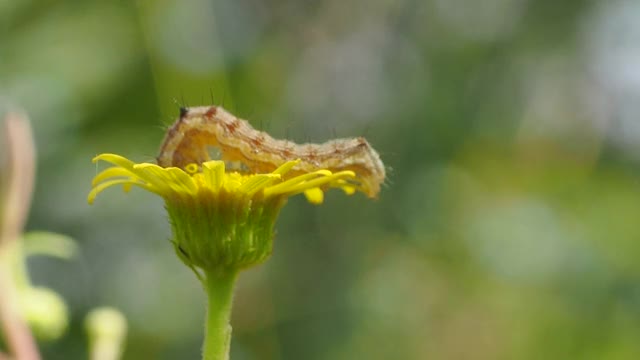 毛虫在黄花上视频素材