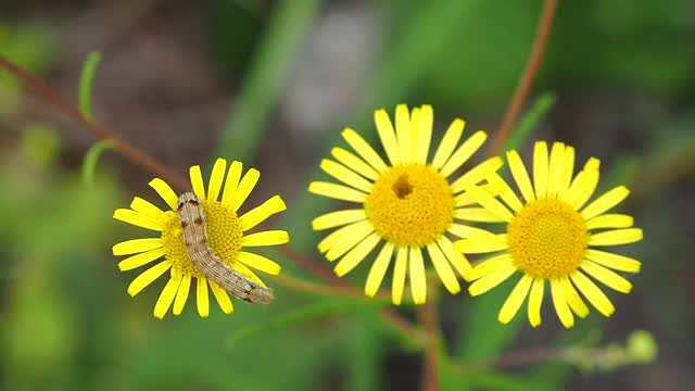 毛虫在黄花上视频素材