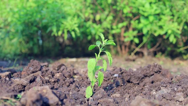 手工农业浇水、栽植视频素材