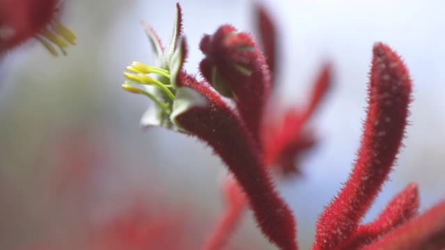 蜜蜂在澳大利亚珀斯罗特内斯特岛采集花粉视频素材