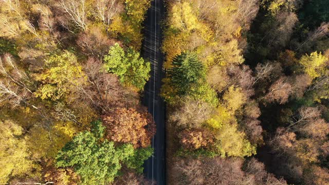 路沿秋林，俯视图。汽车在秋天的树木之间的道路上行驶。视频素材