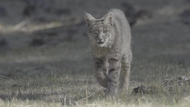 慢动作的山猫视频素材