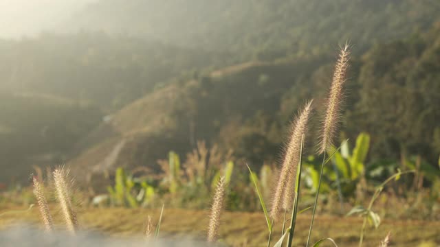 草花随风飞。视频素材