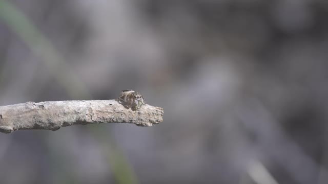 高帧率的短片，一只雌虫蜘蛛进食视频素材