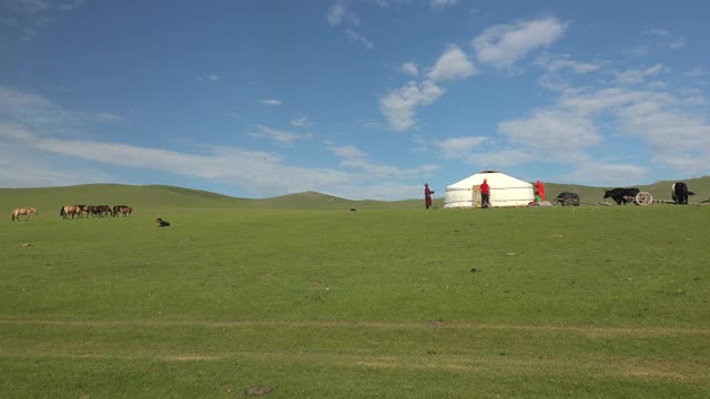 一个家庭在蒙古的草地上搭建蒙古包帐篷视频素材