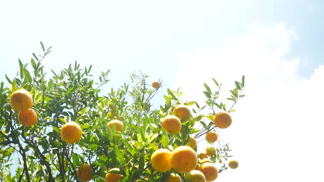 多莉拍摄橘子农场视频素材