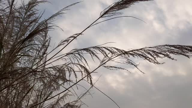 野外的大草视频下载