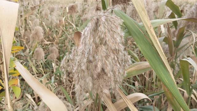 野外的大草视频素材