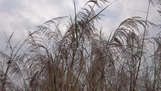 野外的大草视频素材