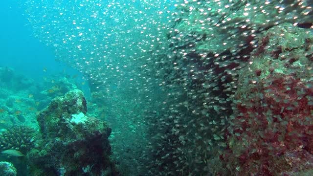 令人惊叹的马尔代夫海洋生物的水下生命。视频素材