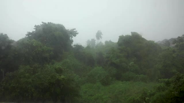 大雨落在树上，暴雨概念视频素材