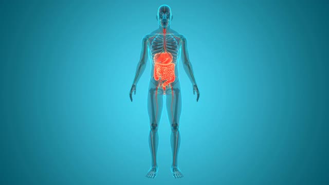 人体消化系统解剖动画概念视频素材