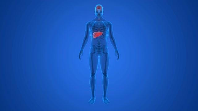 人体内部消化器官肝脏解剖动画概念视频素材
