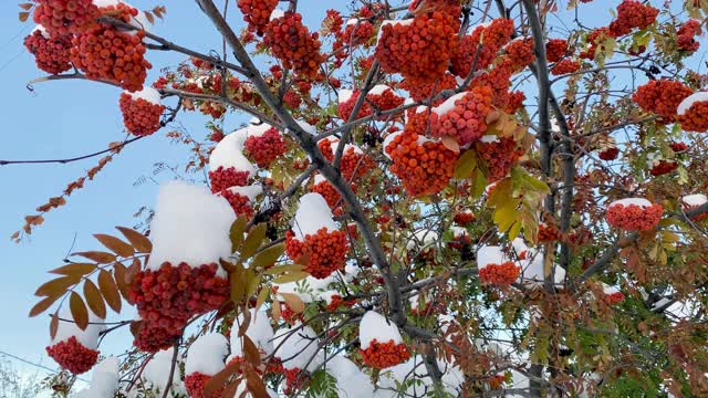 自然异常。初冬。白雪覆盖的白蜡树枝桠上挂满了鲜红多汁的浆果，花园里的绿叶也被白雪覆盖。自然之美自然之美。视频素材