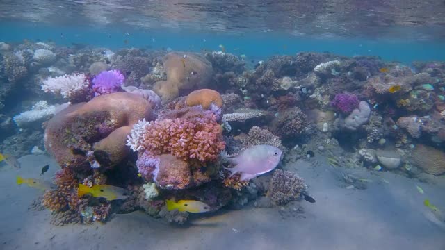 埃及的拉哈米湾，美丽的珊瑚礁上有海洋生物和许多热带鱼/小珊瑚礁视频素材