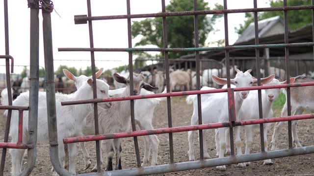 小型家庭农场，山羊农场。农场里的山羊视频素材