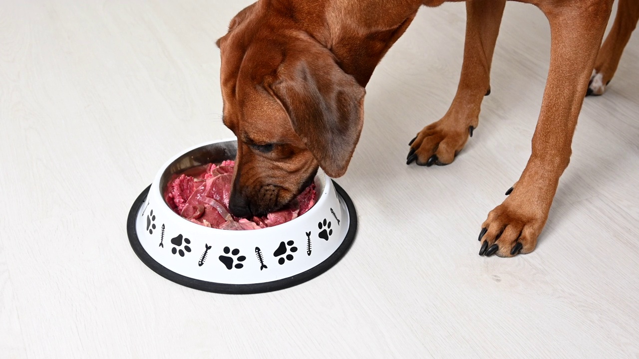 喂狗吃天然食物。罗得西亚脊背犬来到食碗前吃生肉。视频素材