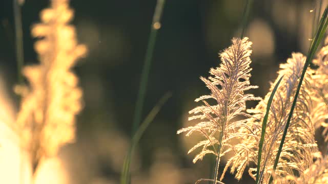 花草的运动在风上明亮的阳光在白天的背景视频素材