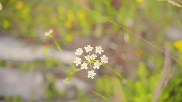 手摘一朵花视频下载