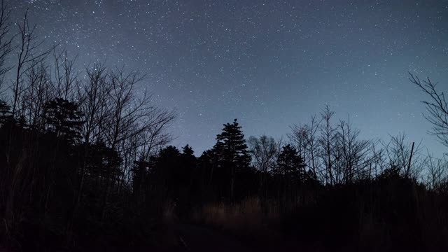 夜晚森林上空的星空(延时)视频素材