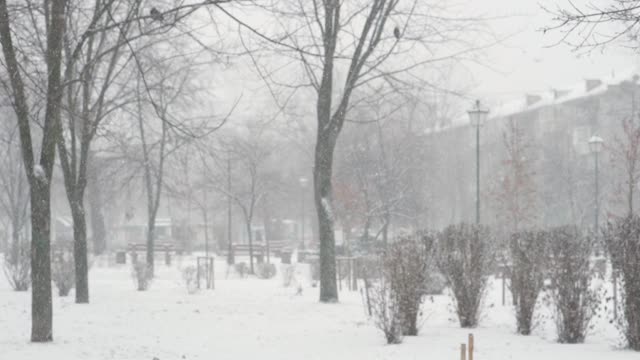 天气预报、自然现象、异常、冬季概念-阴天下雪。第一场雪落在外面公园森林里光秃秃的被白雪覆盖的树上。初冬冰雪融化。视频素材