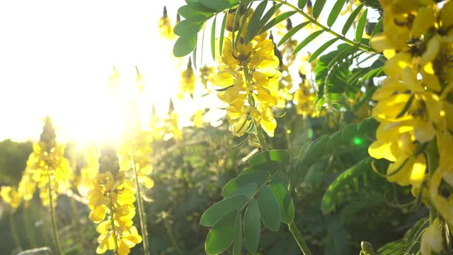 明亮的黄色热带花在夕阳的背景。风摇曳的花。明亮的阳光在背光下。镜头光晕。特写镜头。视频素材