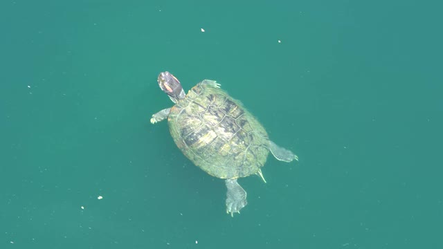 乌龟在湖里游泳。蓝色的水俯视图。湖边温暖的夏日。视频素材