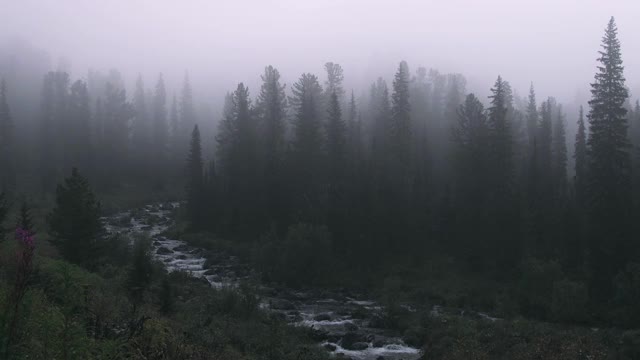 山河在薄雾林间的林谷中流淌视频下载