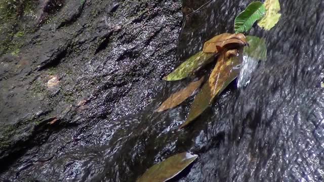 急流掠过黄色和橙色的树叶。视频素材