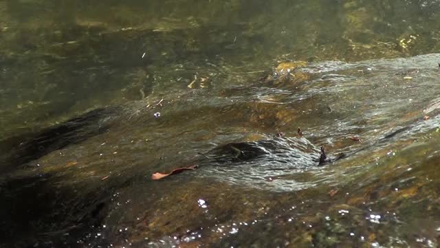 近距离观察水、小溪、河流的急流。视频素材